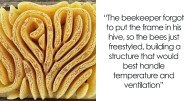 People Are Sharing Their Unexpected Trypophobia Moments, And Here Are 30 Pics That Creeped Them Out