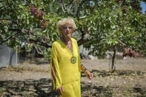 ‘Last generation’: Greek island’s fading pistachio tradition