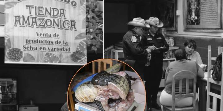 Restaurante amazónico en Arequipa ofrecía lagarto en su menú: Serfor decomisó ocho kilos de carne