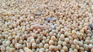 China bate su récord histórico de compras de soja e inclina la balanza a favor de los destinos sudamericanos