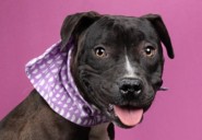 DeKalb County Animal Services’ ‘Bark & Chill’ event to be held Oct. 5 in Tucker
