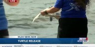 Institute for Marine Mammal Studies releases three sea turtles