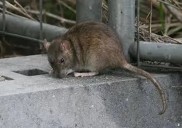 Aumentan los casos de leptospirosis: Buenos Aires, Santa Fe y Entre Ríos, las provincias más afectadas