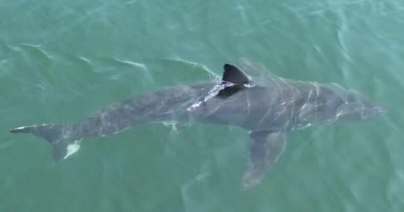 Great white sharks head north, following seals and alarming beachgoers