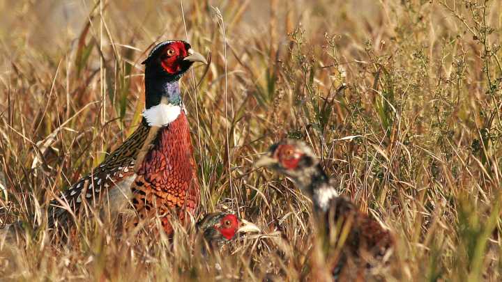 North Dakota pheasant numbers look similar to 2024, survey shows