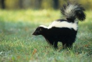 Skunk tests positive for rabies in Colchester