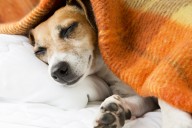 Foster Dog's Reaction After Getting Her First Bed and Blanket Melts Hearts