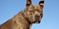 Perro agrede a mujer de la tercera edad en Iztapalapa, su dueña quedó detenida