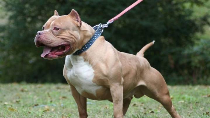 Ataque de pitbull en Goya: una mujer sufrió graves heridas en el rostro y fue trasladada a Corrientes