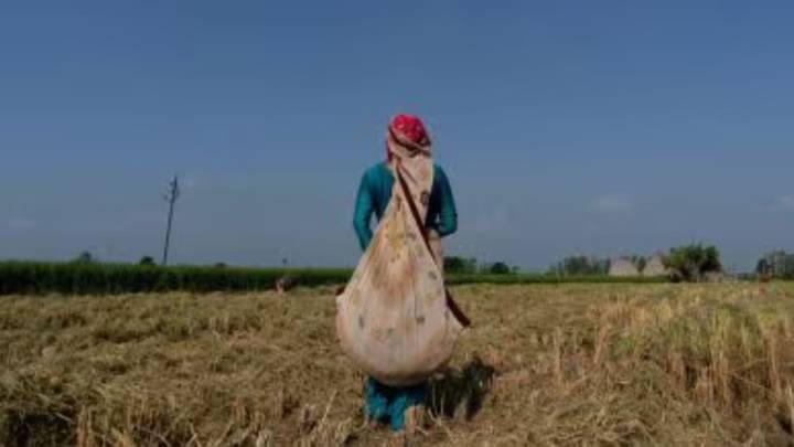 ‘Want no one in Punjab and Haryana should burn parali’: Sangrur couple bet on paddy stubble, reap rewards