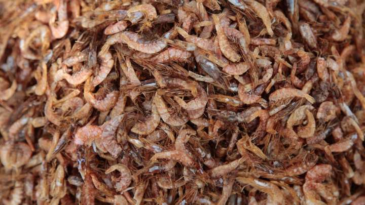 Americans are crazy for shrimp. Much of it came from India