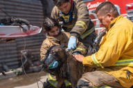 Bomberos rescatan a dos perritos tras incendio en Lomas Taurinas
