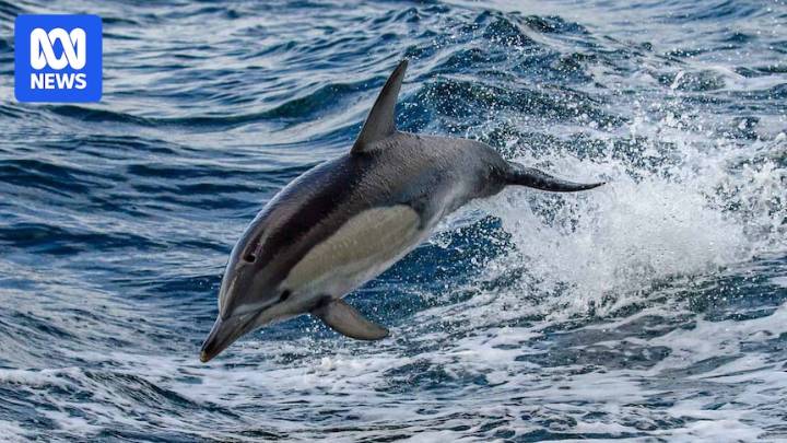 Four dolphins found dead in Huon Aquaculture salmon farm pens during six month period
