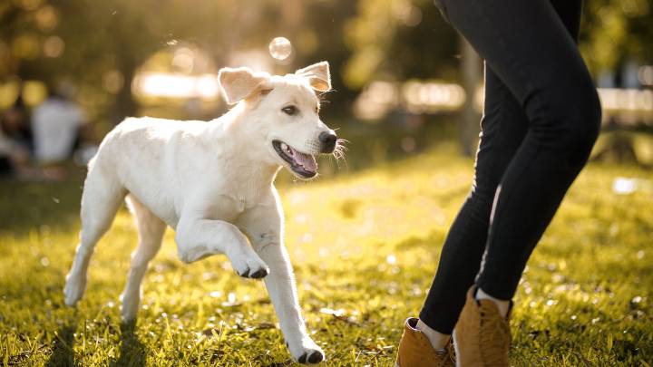 Una jueza dicta una condena inédita por violencia vicaria al matar al perro de su expareja