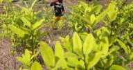Impacto por la descertificación de Estados Unidos: un sanción a Petro que sufre Colombia