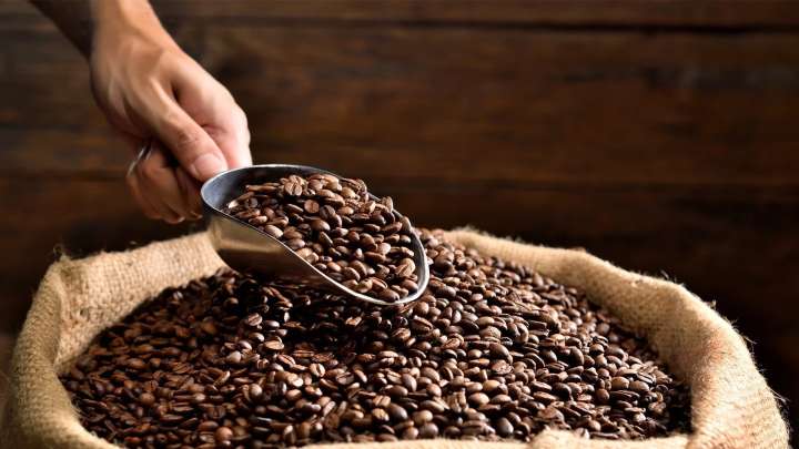 Café Bienestar ha comprado 913 toneladas a pequeños productores: Albores