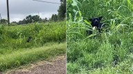 Rescuers Step In to Save A Terrified Animal Near A Busy Missouri Highway
