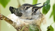 La planta que atrae colibríes, es fácil de mantener y otorga miles de beneficios para la salud