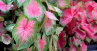 Caladiums are fading, but you can save the tubers for color foliage next year. Dan Gill explains.