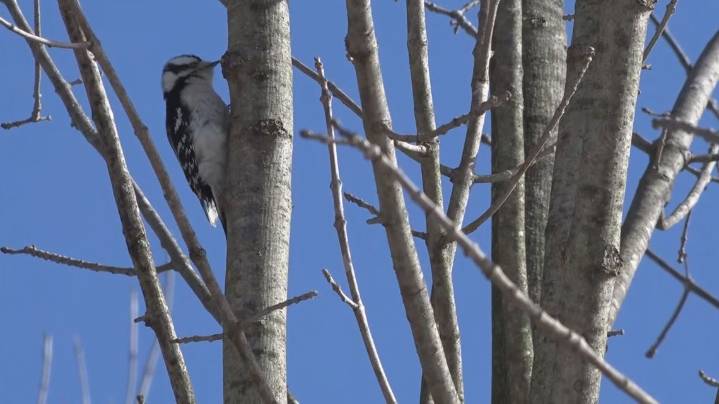 Millions of birds migrating south Thursday night