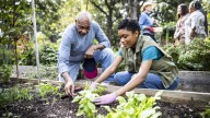 Grow Perennial Kale From Cutting Or Seed For A Garden With Endless Greens