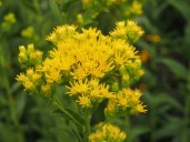 The beauty and benefits of goldenrod
