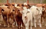 Gobierno impulsa producción e industrialización de carne tras restricciones de EU