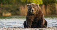 Fat Bear Week voting open, currently in quarterfinals