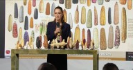 Sheinbaum anuncia programa Sin maíz no hay país para sembrar maíz con bienestar