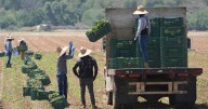 Trump’s immigration policy threatens key sectors of California’s economy, long reliant on immigrant workers
