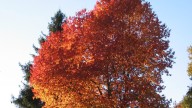 El otoño será más cálido y seco de lo normal en Galicia tras un verano histórico por sus altas temperaturas