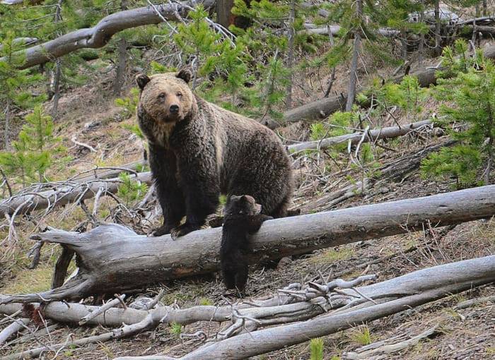 Bear harvest permit applications open Sept. 12