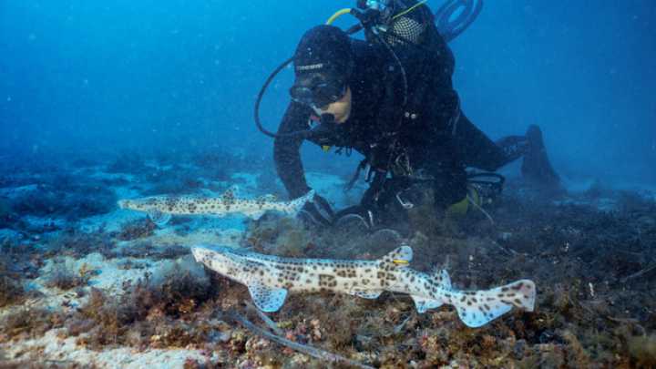 Un submarinista aficionado y el hallazgo que sorprendió al mundo: "Creía haber visto un cadáver"