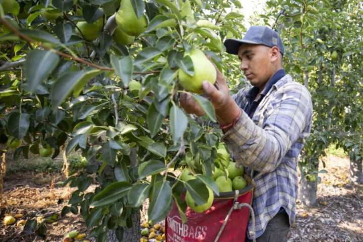 Immigration policies and labor needs: A look at the growing reliance on H