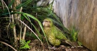 To save its unique and rare birds, New Zealand is turning to AI and genetic research