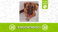 Este perrito anda solito en Niquía: buscamos su familia o quien lo adopte ¿te le mides?