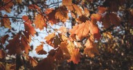 Equinoccio de otoño 2025: fecha, significado y qué esperar del cambio de estación