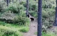 Familia de osos es vista en ejido de Arteaga