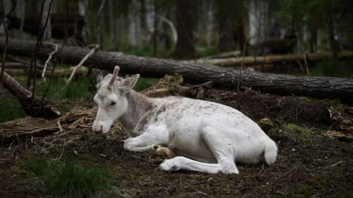 La vida de los pastores sami en Suecia está pendiente de los planes para extraer tierras raras