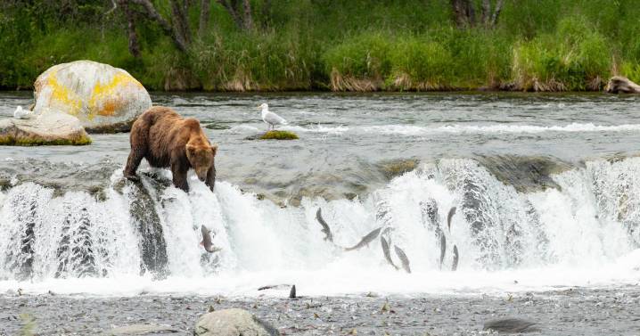 FAT BEAR WEEK 2025 MARKS 11 YEARS OF WILDLIFE CONSERVATION