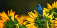 8 Showy Fall Plants That'll Bring Migrating Birds to Your Yard