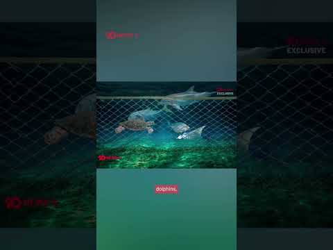 How Effective Are NSW Shark Nets?
