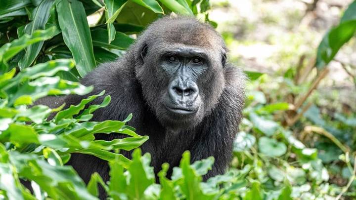 Gino, Animal Kingdom's 44-year-old gorilla, has died