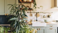 10 Plants That Will Survive In Your Low