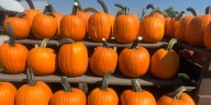 Tri-State farm’s popular fall tradition won’t happen this year