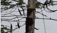 Posadas: preocupación en el barrio Los Jilgueros por un enjambre de abejas