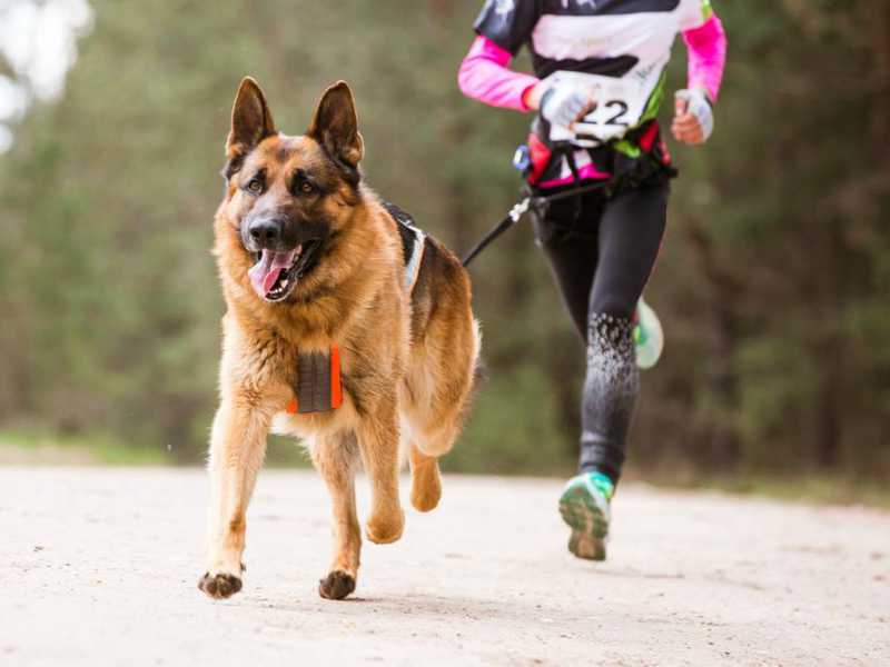 La Alameda de Talca recibe a familias y perros en corrida recreativa