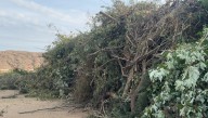 How will Springfield dispose of storm debris it is collecting?