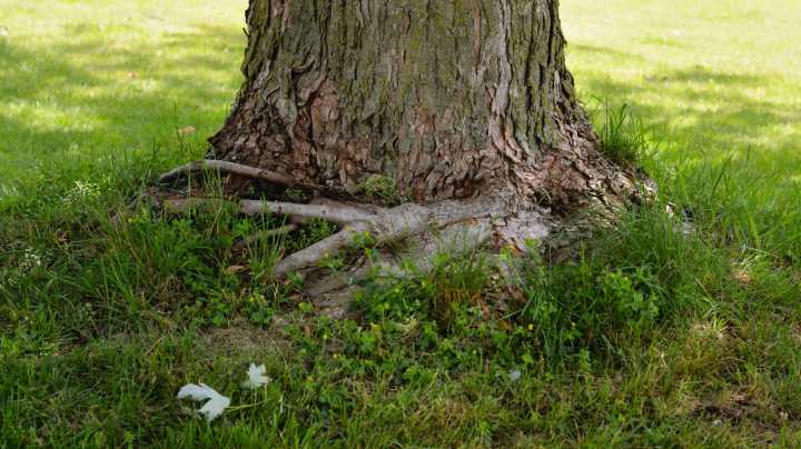 The Overlooked Downsides To Planting Grass Over Exposed Tree Roots