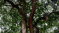 El mágico “abrazo” de dos árboles centenarios en el Parque de la Hormiga, en Cali